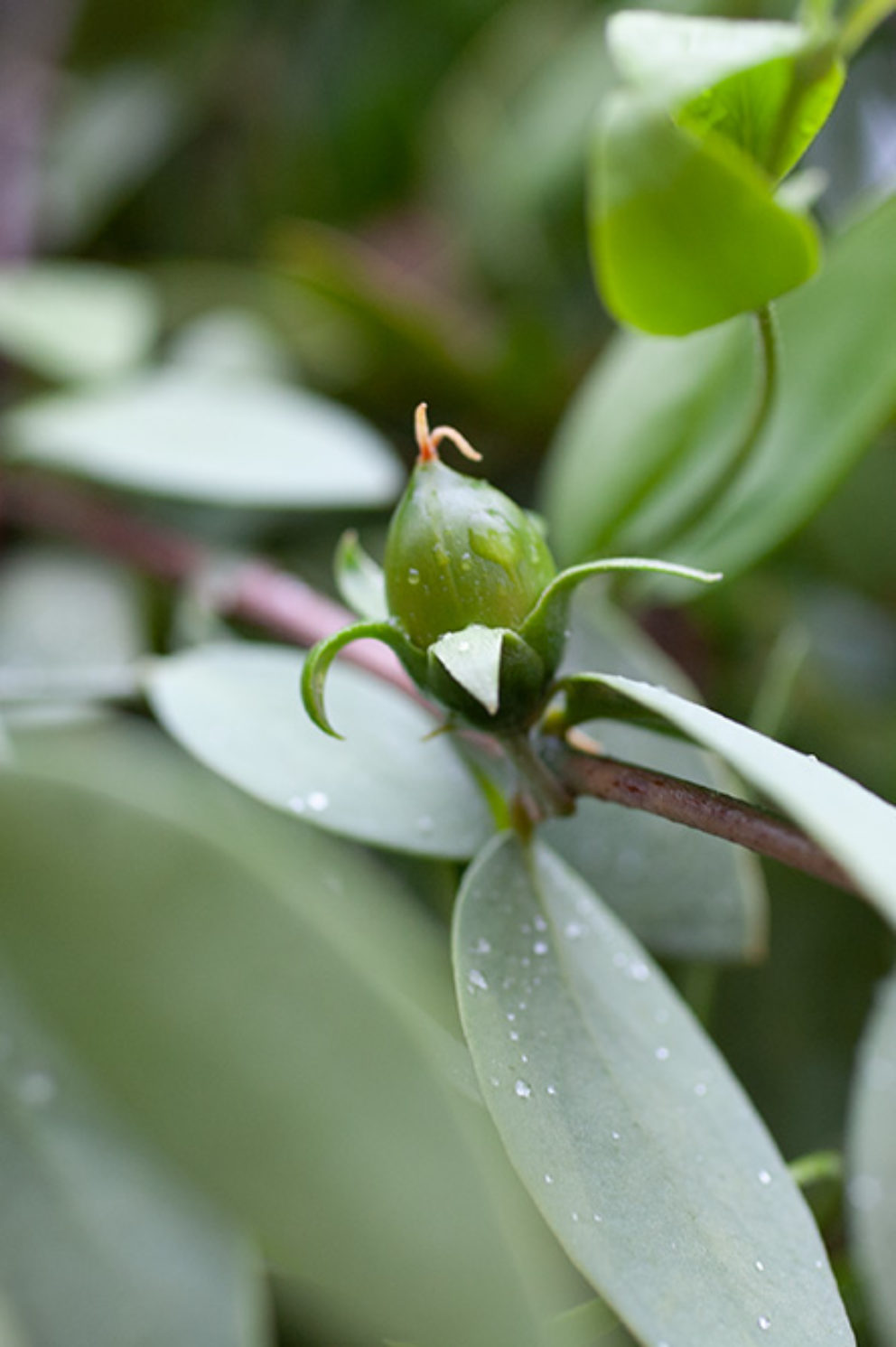 Jojobafarm Blüte